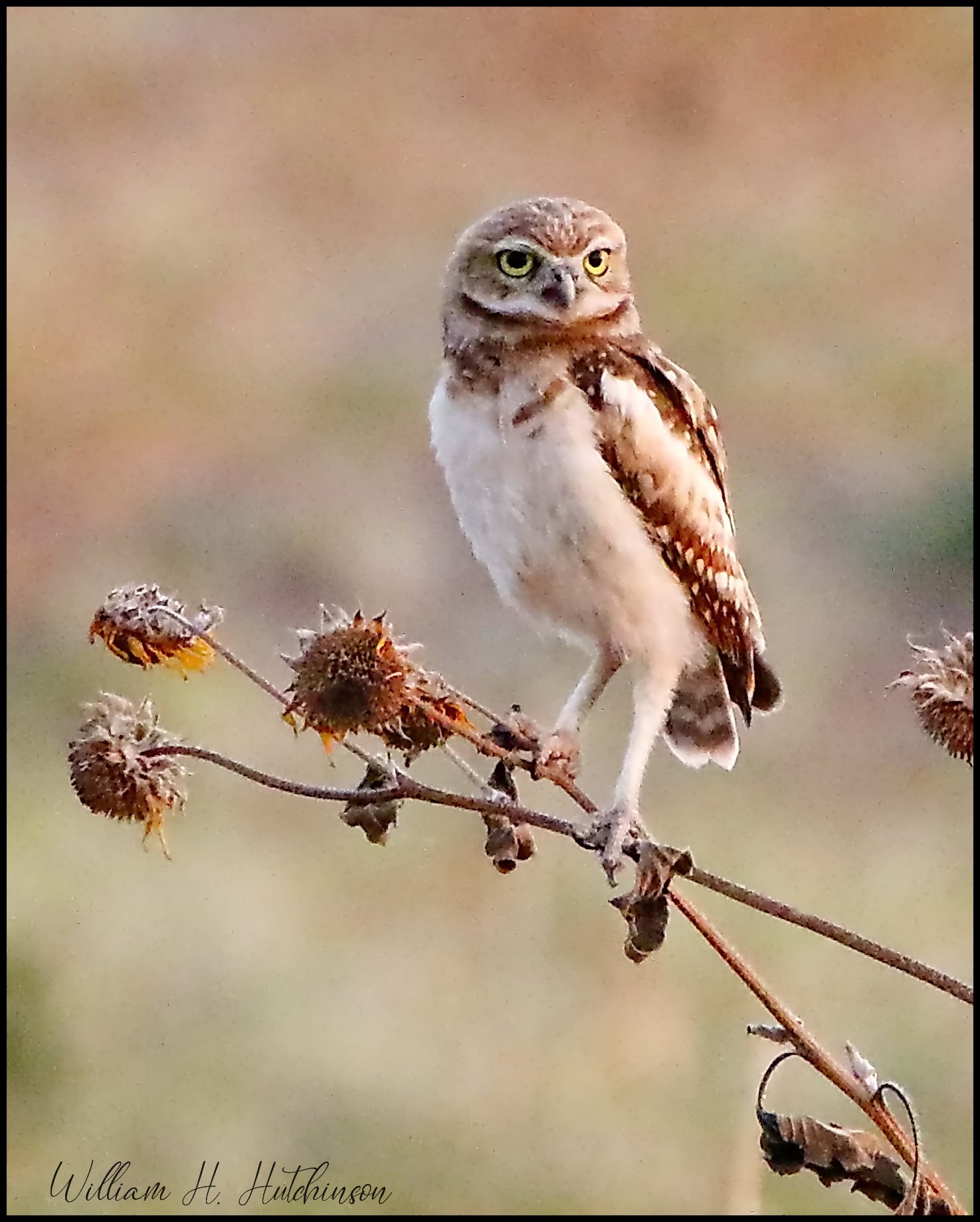 ENGL 2311 at Austin Community College