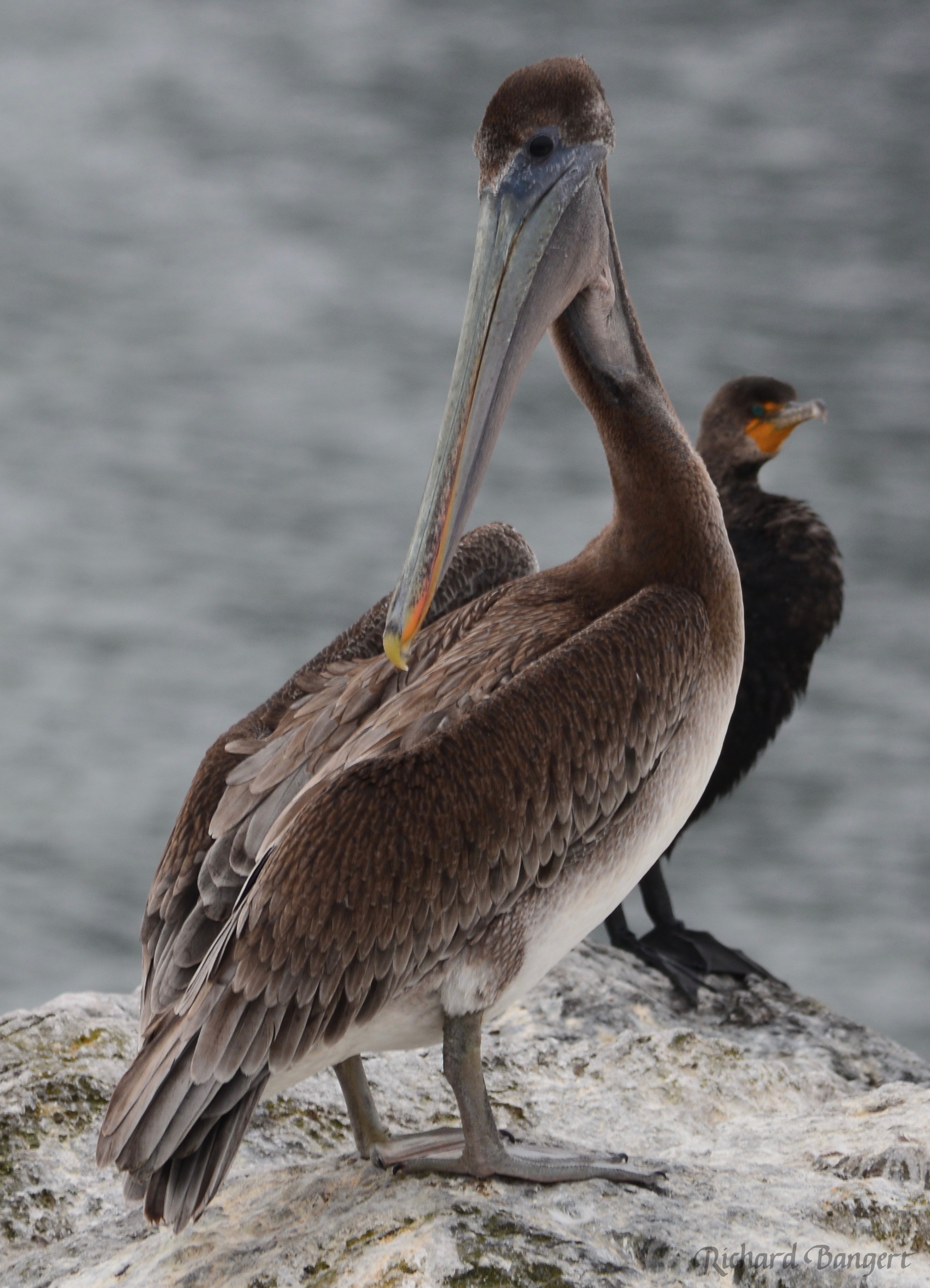 Pelican