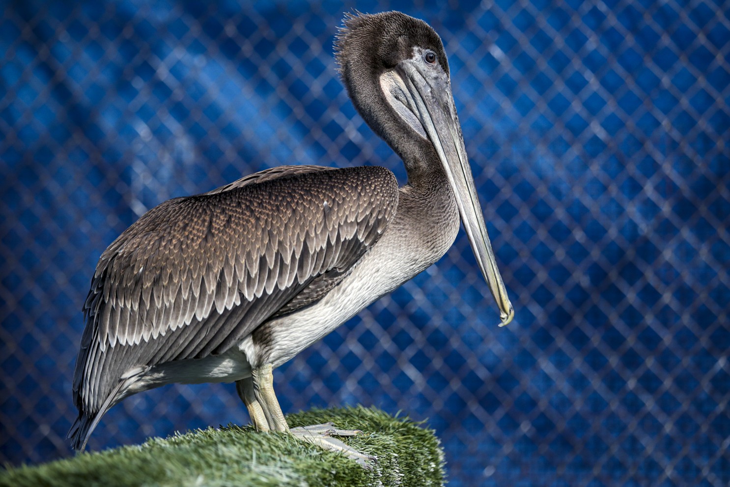 Pelican